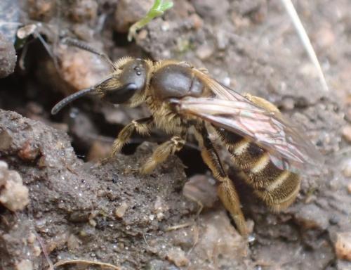 Lasioglossum sp.